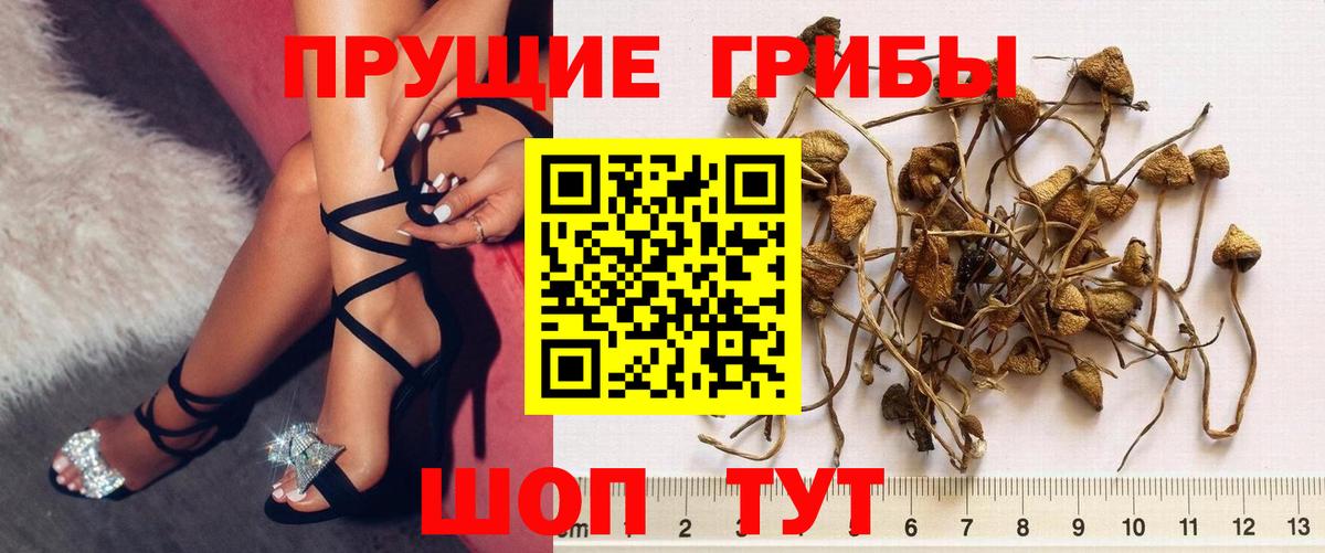 Сургут  где найти   Вход с VPN  Псилоцибиновые грибы Psilocybe 